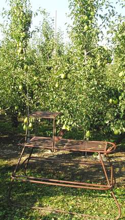 Стремянка такой конструкции позволяет легко доставать к самым высоким плодам в интенсивном саду и легко транспортируется